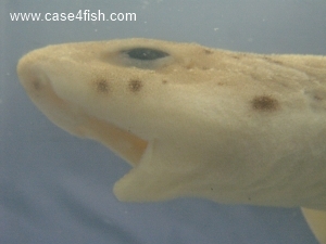 Foto Galerie/Carcharhiniformes/Scyliorhinus canicula/Scyliorhinus canicula_07_S.jpg